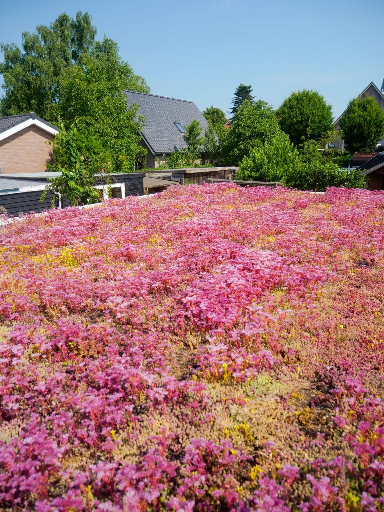 De wereld een stukje groener met een groendak!