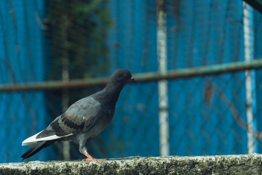 Duiven verjagen: hoe je deze vogels effectief buiten houdt
